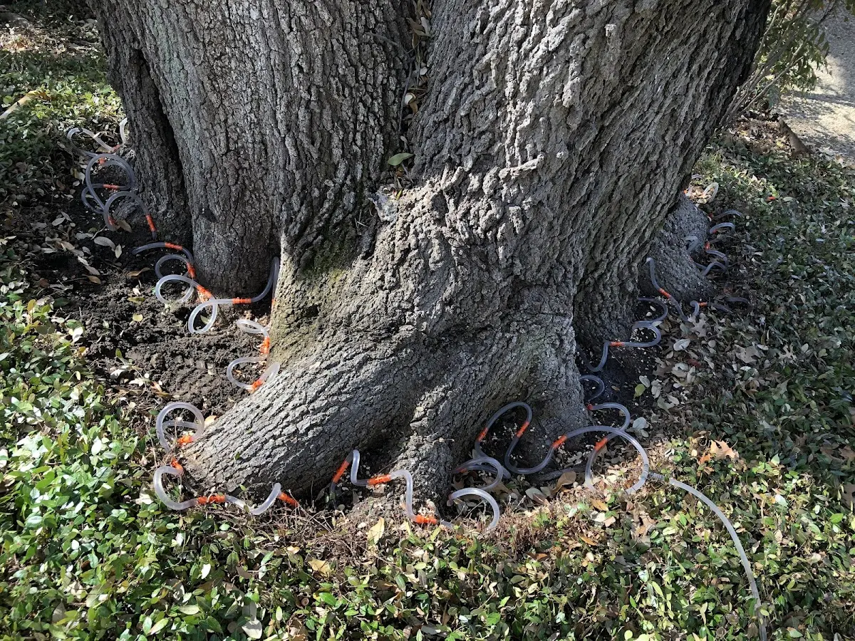 Detailed Tree Cabling and Bracing job site in Dorrance
