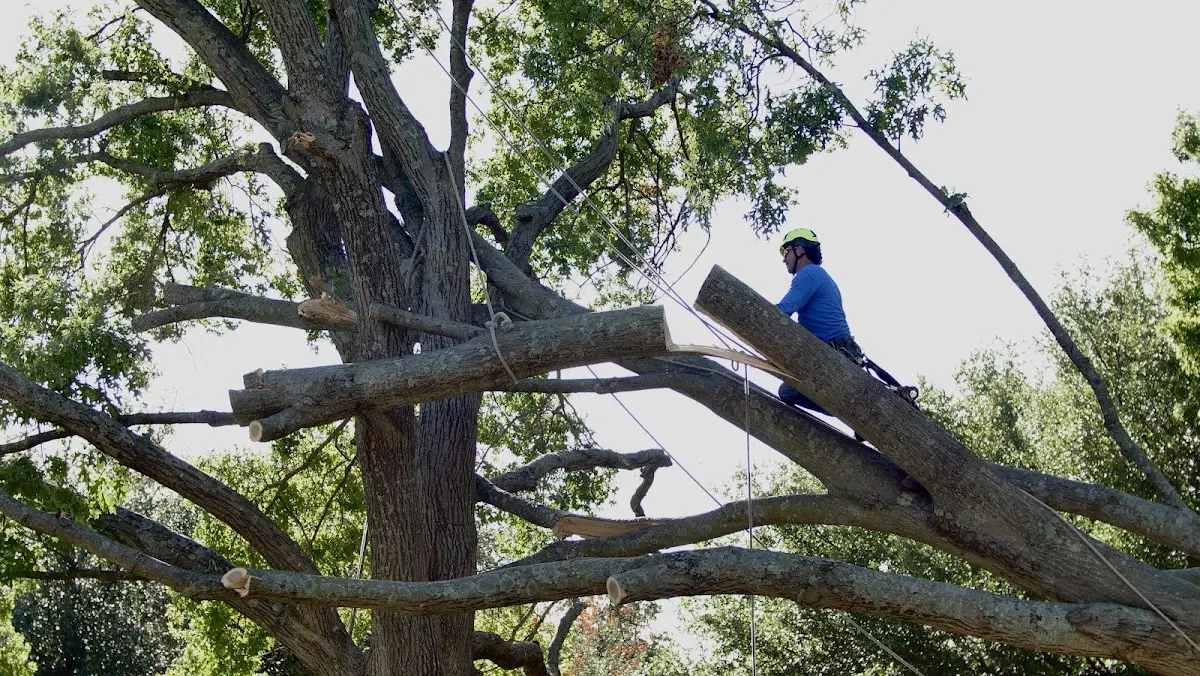 Professional Crown Thinning performed by certified arborists in Dorrance